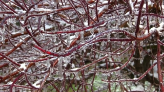 Tree, Plant, Woody Plant, Branch, Forest, Winter