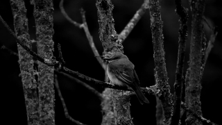 Tree, Branch, Bird, Knot, Wildlife, Woody Plant