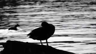 Coot, Wading Bird, Bird, Water, Wildlife, Lake
