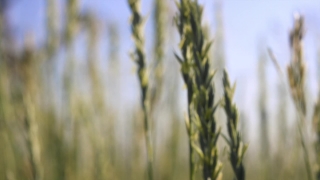 Wheat, Cereal, Field, Agriculture, Rural, Farm
