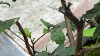 Plant, Tree, Vascular Plant, Leaf, Herb, Woody Plant