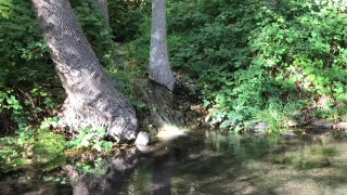 Forest, River, Stream, Tree, Water, Landscape