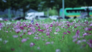 Vascular Plant, Herb, Shrub, Plant, Spirea, Flower