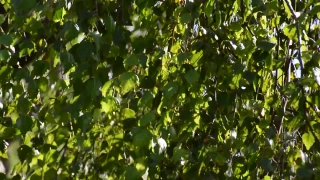 Tree, Woody Plant, Vascular Plant, Plant, Leaf, Forest