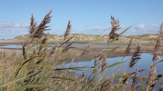 Reed, Herb, Wheat, Field, Plant, Vascular Plant