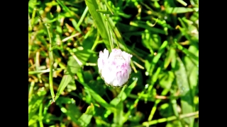 Pink, Flower, Plant, Vascular Plant, Petal, Blossom