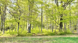 Tree, Forest, Woody Plant, Poplar, Trees, Birch