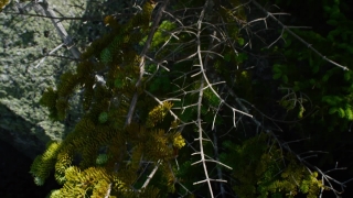 Tree, Plant, Cactus, Woody Plant, Spider Web, Vascular Plant