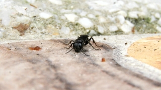 Ant, Insect, Arthropod, Invertebrate, Beetle, Close