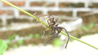 Insect, Spider, Arthropod, Arachnid, Invertebrate, Wildlife