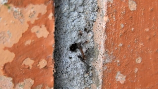 Brick, Wall, Texture, Old, Surface, Rough