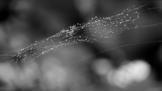Spider Web, Cobweb, Web, Spider, Trap, Night