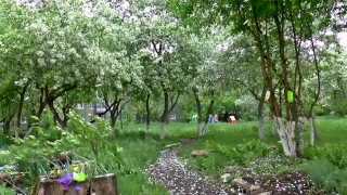 Tree, Woody Plant, Vascular Plant, Plant, Forest, Garden