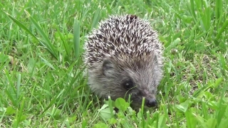 Hedgehog, Insectivore, Placental, Mammal, Porcupine, Rodent