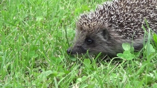 Hedgehog, Insectivore, Placental, Mammal, Rodent, Wildlife