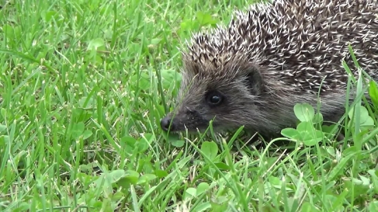 Hedgehog, Insectivore, Placental, Mammal, Rodent, Wildlife