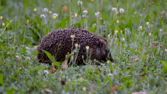 Hedgehog, Insectivore, Placental, Mammal, Wildlife, Rodent