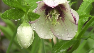 Hellebore, Bulbous Plant, Plant, Vascular Plant, Poisonous Plant, Flower