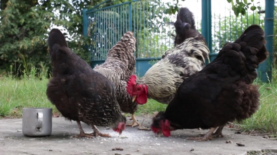 Hen, Bird, Animal, Cock, Farm, Poultry