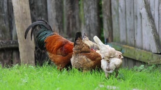 Hen, Bird, Animal, Cock, Grass, Farm
