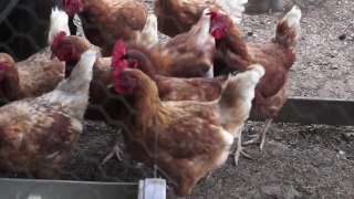 Hen, Bird, Animal, Farm, Poultry, Chicken