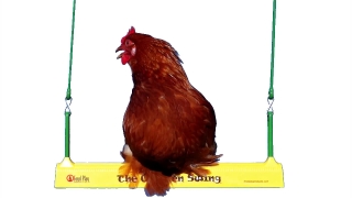 Hen, Bird, Animal, Feather, Cock, Beak