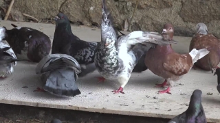 Hen, Bird, Animal, Livestock, Feather, Wildlife