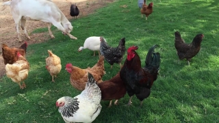 Hen, Bird, Cock, Animal, Farm, Chicken