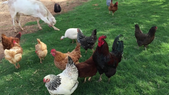 Hen, Bird, Cock, Animal, Farm, Chicken