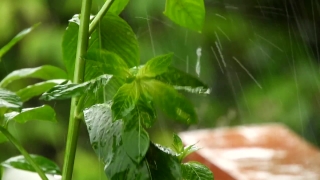 Herb, Basil, Plant, Vascular Plant, Leaf, Parsley