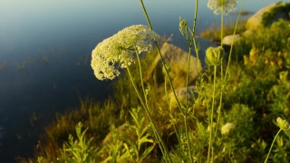 Herb, Dandelion, Plant, Grass, Vascular Plant, Field
