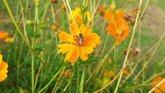 Herb, Flower, Plant, Vascular Plant, Yellow, Sunflower