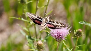 Herb, Insect, Butterfly, Plant, Flower, Fly