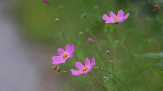 Herb, Plant, Flower, Pink, Vascular Plant, Garden