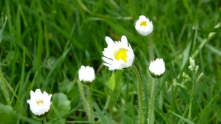 Herb, Plant, Flower, Vascular Plant, Daisy, Meadow