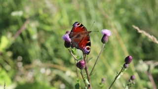 Herb, Plant, Insect, Vascular Plant, Flower, Garden