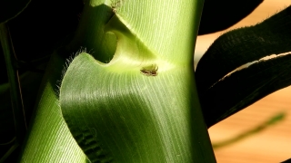 Herb, Plant, Pitcher Plant, Vegetable, Vascular Plant, Carnivorous Plant