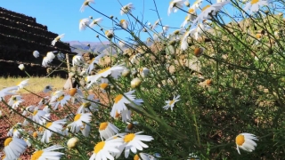 Herb, Plant, Sweet False Chamomile, Vascular Plant, Flower, Daisy