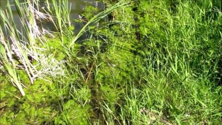 Herb, Plant, Vascular Plant, Fennel, Grass, Field