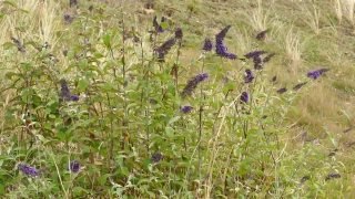 Herb, Plant, Vascular Plant, Field, Grass, Flower