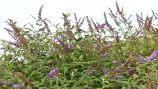 Herb, Plant, Vascular Plant, Flower, Blossom, Garden