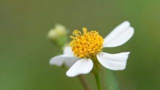 Herb, Plant, Vascular Plant, Flower, Daisy, Blossom