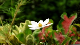 Herb, Plant, Vascular Plant, Flower, Daisy, Spring