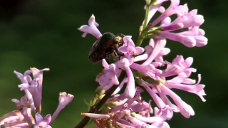 Herb, Plant, Vascular Plant, Flower, Garden, Blossom