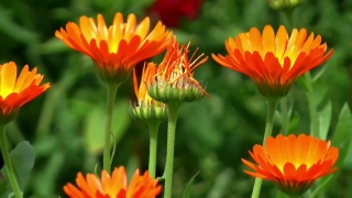 Herb, Plant, Vascular Plant, Flower, Garden, Petal