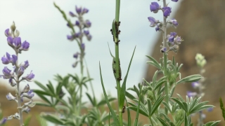 Herb, Plant, Vascular Plant, Flower, Garden, Summer