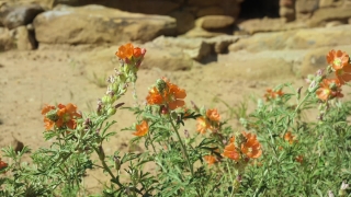 Herb, Plant, Vascular Plant, Flower, Poppy, Garden