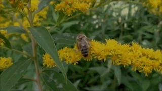 Herb, Plant, Vascular Plant, Flower, Yellow, Sunflower