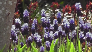 Herb, Plant, Vascular Plant, Lavender, Flower, Garden