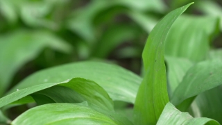 Herb, Plant, Vascular Plant, Leaf, Aspidistra, Bulbous Plant
